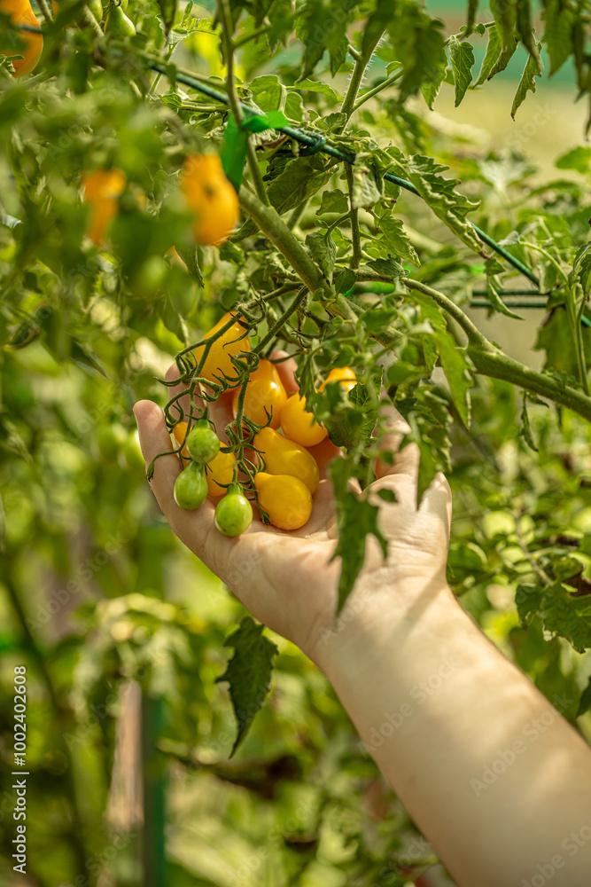 Farmer is checking the ripeness of tomatoes Farmer is checking the ripeness of tomatoes
