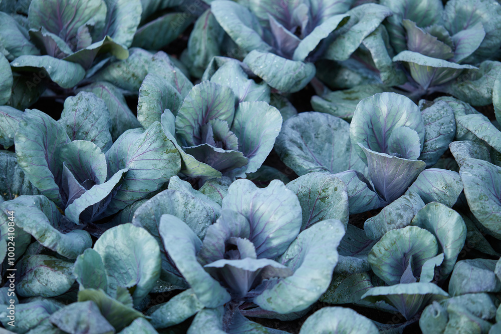 Fototapeta premium Red organic Cabbage on the field background