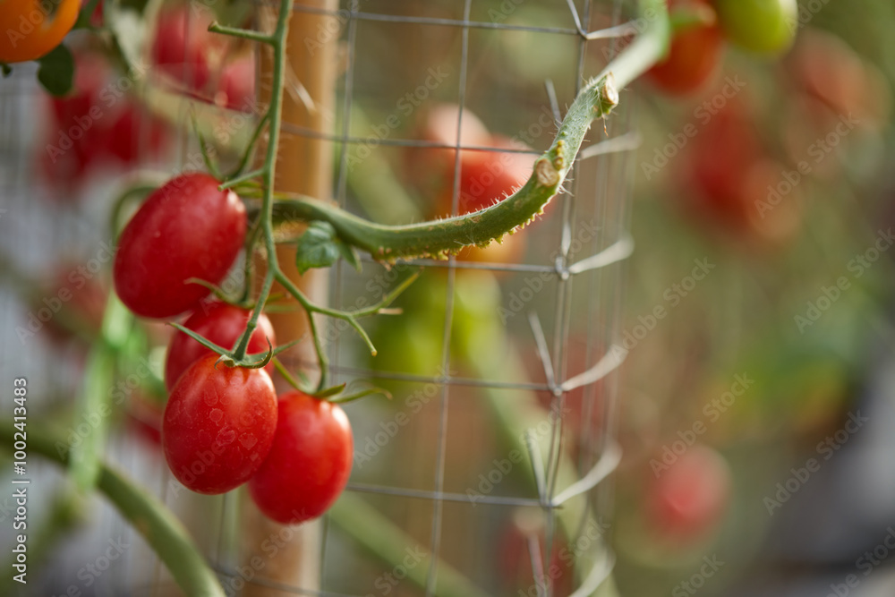 Obraz premium Organic Cherry tomato in the garden