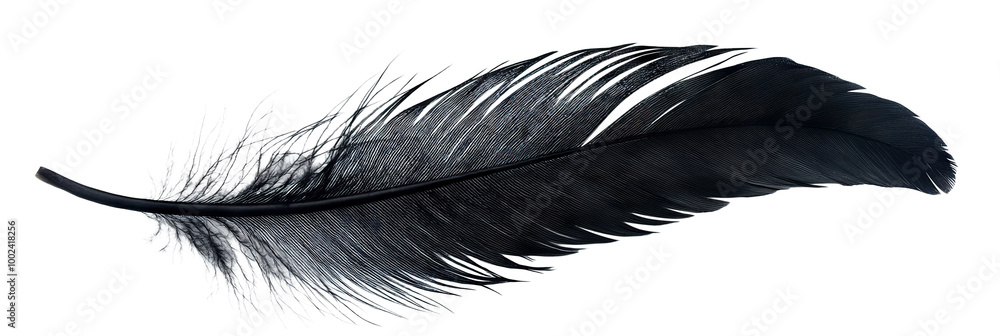 Obraz premium Black feather floating gently, isolated on transparent cutout background