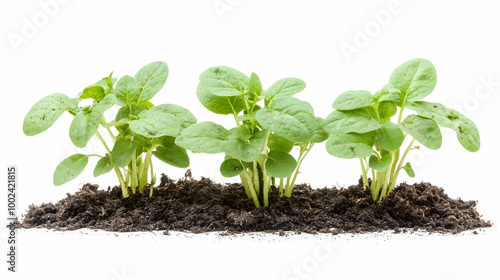 young plant in soil isolated