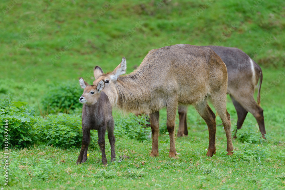 antelopes grazing on a green meadow, animals in their natural environment antelopes grazing on a green meadow, animals in their natural environment