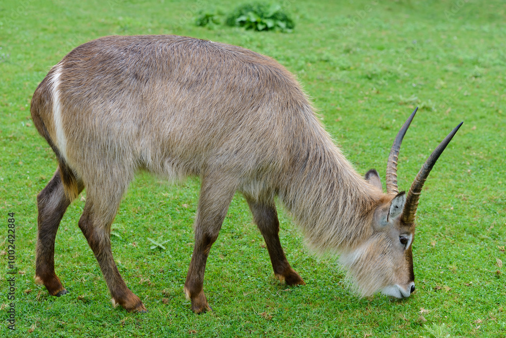 antelopes grazing on a green meadow, animals in their natural environment antelopes grazing on a green meadow, animals in their natural environment