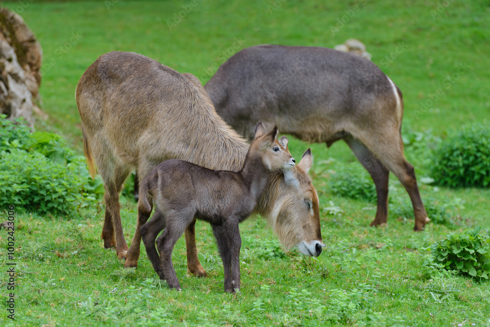 Fototapeta premium antelopes grazing on a green meadow, animals in their natural environment