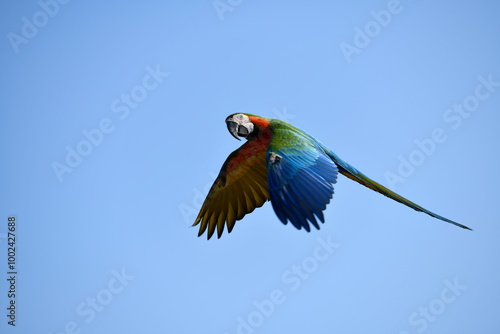 Military macaw fly on sky in good day photo