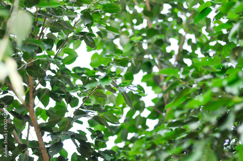 Ficus Benjamina L or Moraceae, Golden Fig or Weeping Fig or Ficus Benjamina and sky