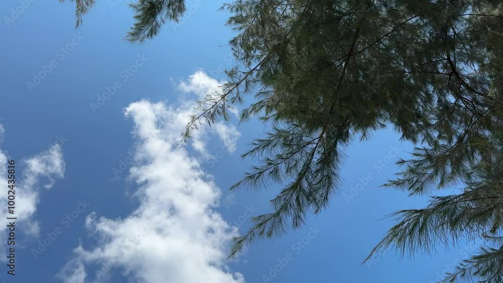 Serene View of Pine Tree Branches Overhead Against a Clear Blue Sky with Soft White Clouds Serene View of Pine Tree Branches Overhead Against a Clear Blue Sky with Soft White Clouds