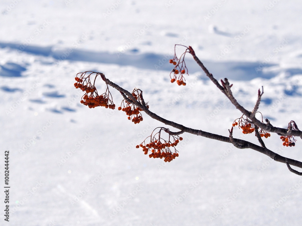 Φωτογραφία 雪原に輝くナナカマドの赤い実