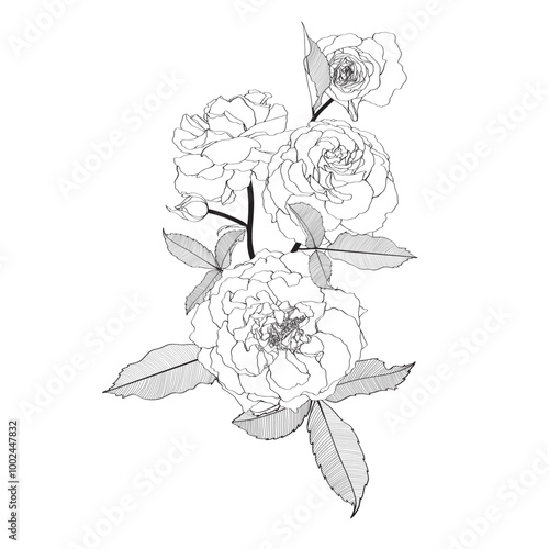 Line roses flowers bouquet and leves isolated on white background. 
