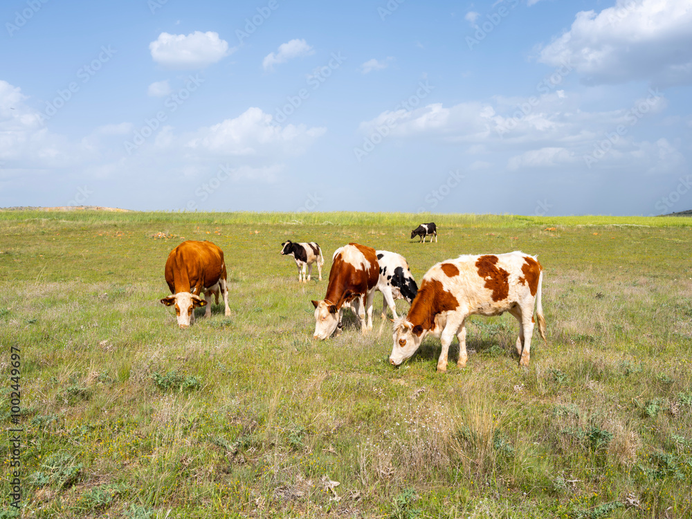 Cows on a summer pasture, group of Simmental and Holstein cattle eating grazing green grass. Blue summer sky, white clouds. Beautiful livestock image concept idea.
