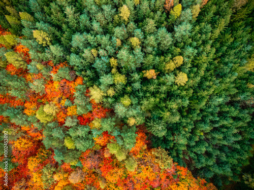 Aerial View of Autumn Deciduous Forest and Green Coniferous Forest