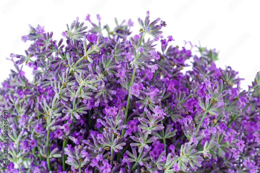 Fototapeta premium Flowers of Lavender.Beauty natural background.Isolated on a white background .