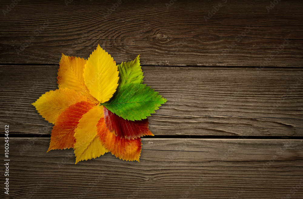 A Beautiful and Colorful Display of Autumn Leaves Arranged on a Wooden Background A Beautiful and Colorful Display of Autumn Leaves Arranged on a Wooden Background