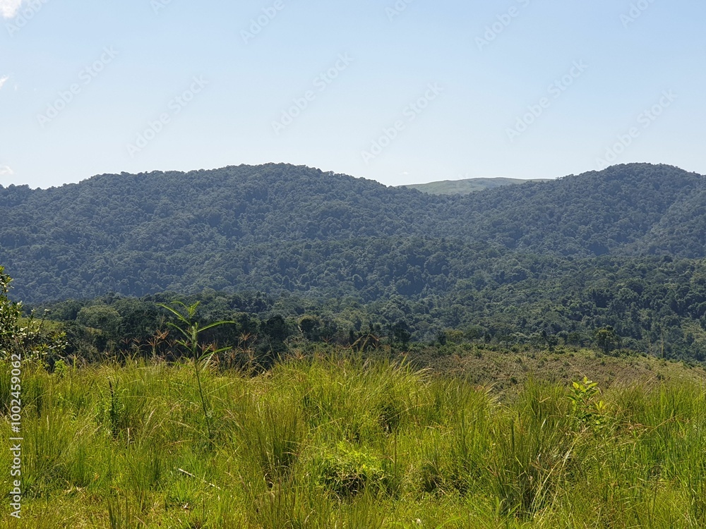 Obraz premium landscape in the summer