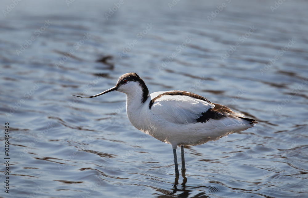 Pied Avocet Pied Avocet