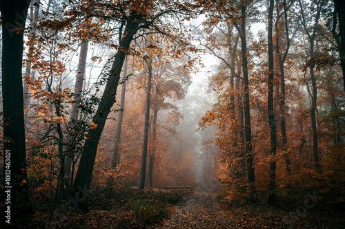 Dark Autumn Forest with Fog and a Pathway