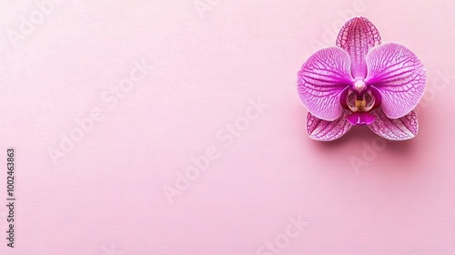  An orchid is a pink flower on a pink background with a brown spot in the center of the flower's middle