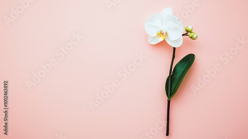  A white flower on a pink background with a green stem and a single bloom atop it