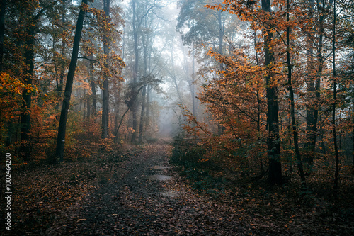 Dark Autumn Forest with Fog and a Pathway