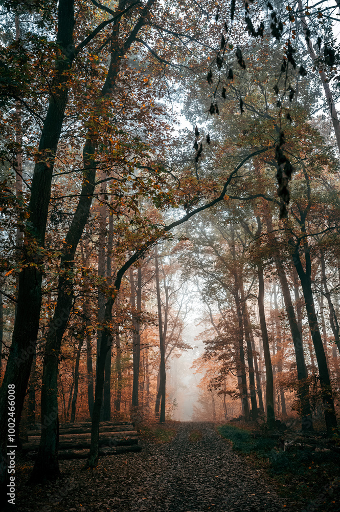 Dark Autumn Forest with Fog and a Pathway Dark Autumn Forest with Fog and a Pathway