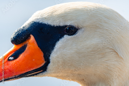 Fototapeta Naklejka Na Ścianę i Meble -  Close-up Portrait of a Mute Swan's Head with Focus on the Eye (Cygnus olor)