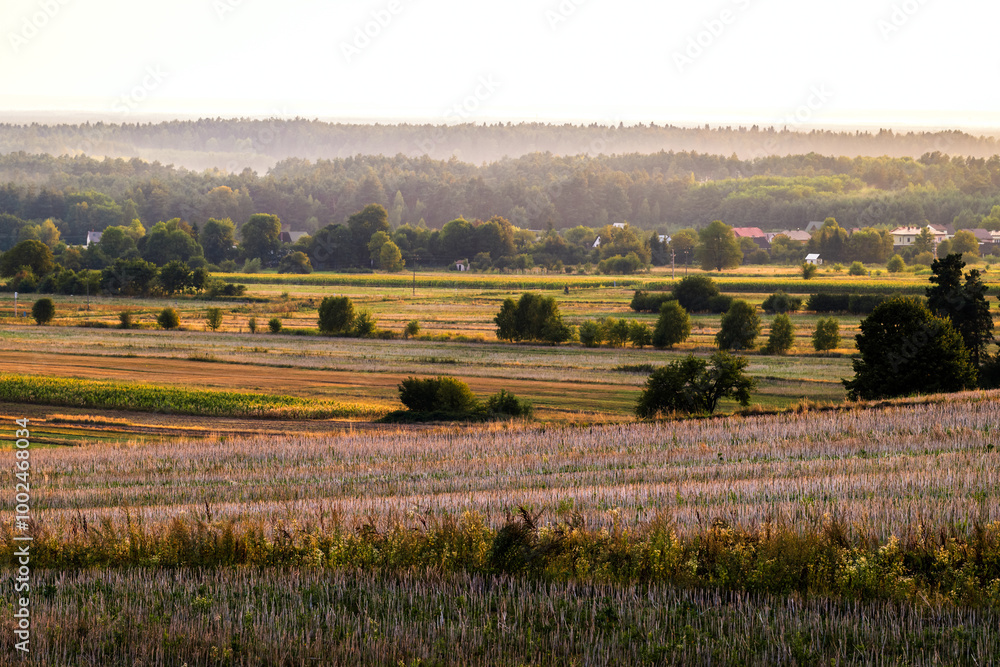 Beautiful landscape of fields and forests at golden hour. Single trees growing in the fields. The setting sun illuminating the meadows and fields. Forest in the distance. Susiec, Roztocze, Poland