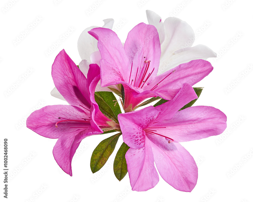 Azaleas flowers with leaves, Pink flowers isolated on white background with clipping path Azaleas flowers with leaves, Pink flowers isolated on white background with clipping path