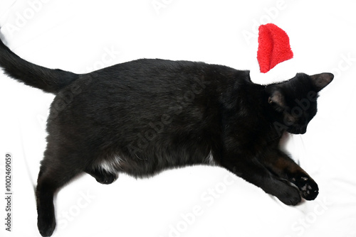 A huge black cat lies on a white sheet. Christmas. Celebrate Christmas. A cat in a Santa hat.