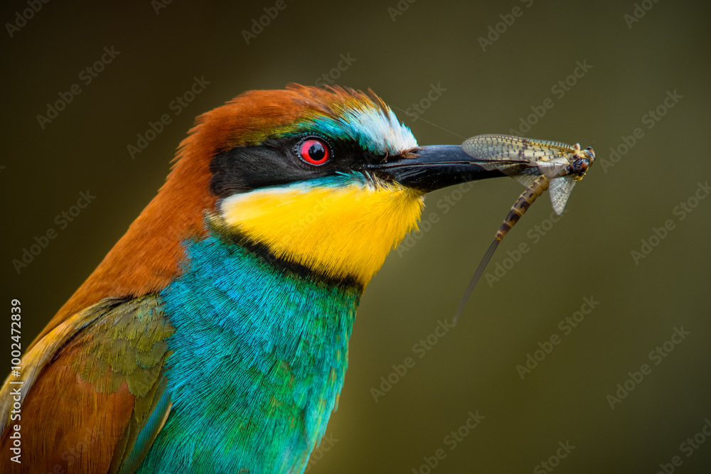 custom made wallpaper toronto digitalClose-up portrait of a European bee-eater (Merops apiaster) with an insect in its beak