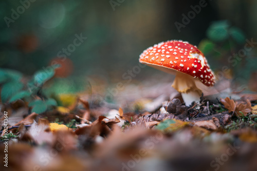 Deadly Poisonous Fly Agaric Mushroom Growing in Autumn Forest photo