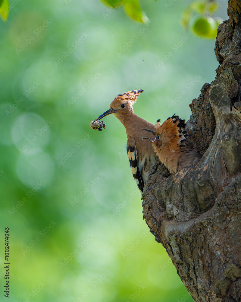 Hoopoe (Upupa epops) Parent Feeding Chick at Nest Cavity in Summer Forest Hoopoe (Upupa epops) Parent Feeding Chick at Nest Cavity in Summer Forest