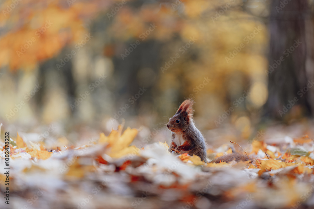 Squirrel Feeding in Autumn Leaves in Forest Squirrel Feeding in Autumn Leaves in Forest