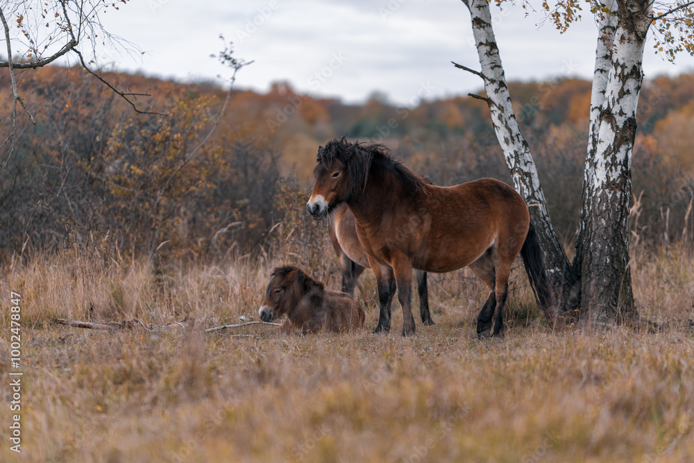 Wild Horse with Resting Pony on the Steppe Wild Horse with Resting Pony on the Steppe