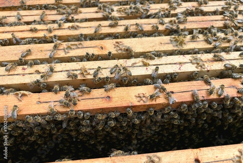 bees in a hive.close up of frames inside a hive