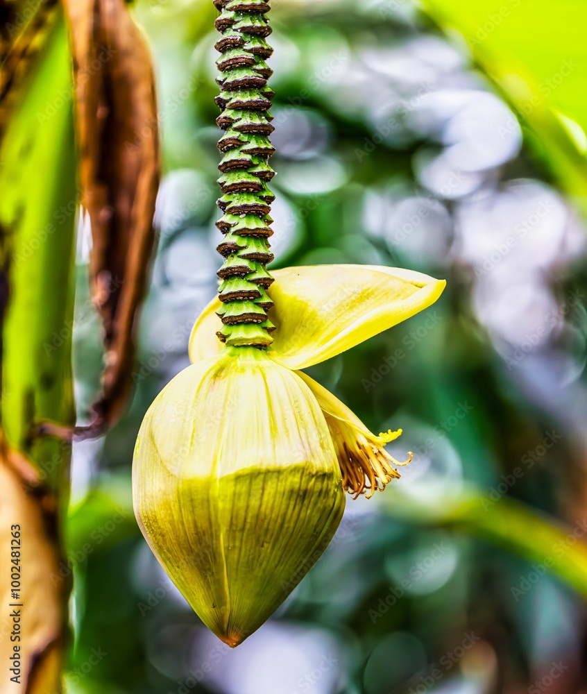 Close-up of a Japanese fiber banana fruit