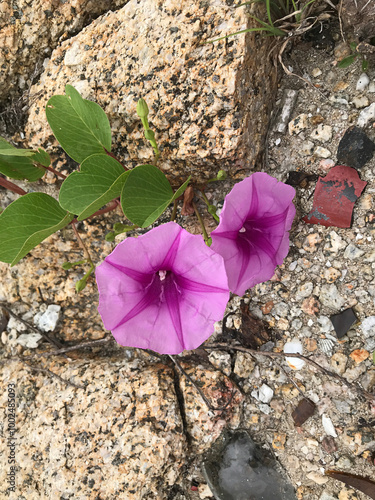 Ipomoea pes-caprae or Bayhops or Goat's foot or Beach morning glory flower. photo