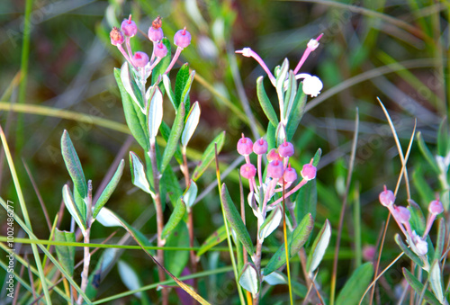 Swamp plant white or andromeda. Selection Focus photo