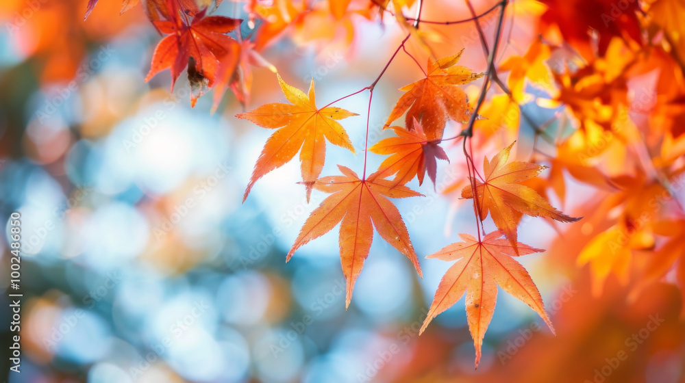 Vibrant orange and red maple leaves glowing in autumn sunlight against a blurred background Vibrant orange and red maple leaves glowing in autumn sunlight against a blurred background