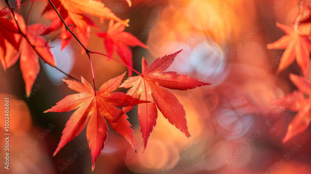 Vibrant red maple leaves in autumn light create a warm, colorful backdrop in nature Vibrant red maple leaves in autumn light create a warm, colorful backdrop in nature