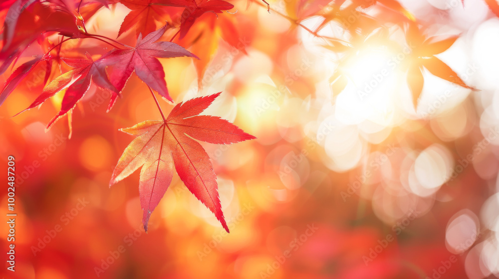 Vibrant autumn leaves shining in the sunlight with a colorful blurred background in the park Vibrant autumn leaves shining in the sunlight with a colorful blurred background in the park