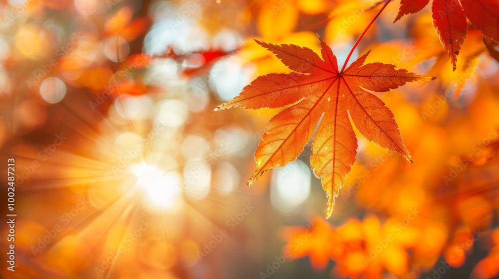 Vibrant autumn leaves illuminated by golden sunlight in a serene forest setting Vibrant autumn leaves illuminated by golden sunlight in a serene forest setting