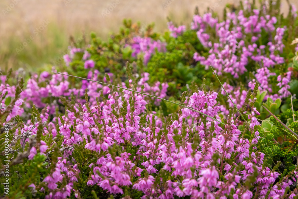 Close-up of pink heather flowers growing in Iceland Close-up of pink heather flowers growing in Iceland