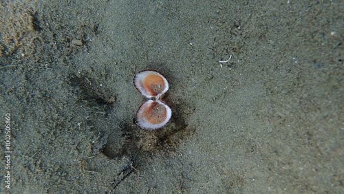 Rough cockle or tuberculate cockle, Moroccan cockle (Acanthocardia tuberculata) undersea, Aegean Sea, Greece, Skiathos island, Vasilias beach