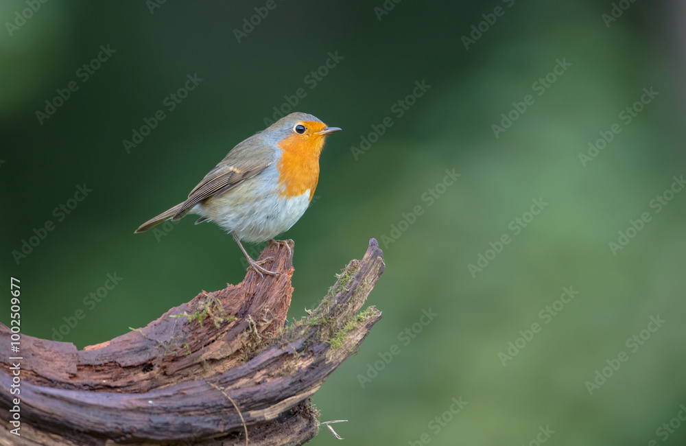 The European robin - at the wet forest in autumn The European robin - at the wet forest in autumn