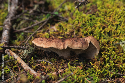 Wild sarcodon imbricatus,edible mushroom in forest of China photo