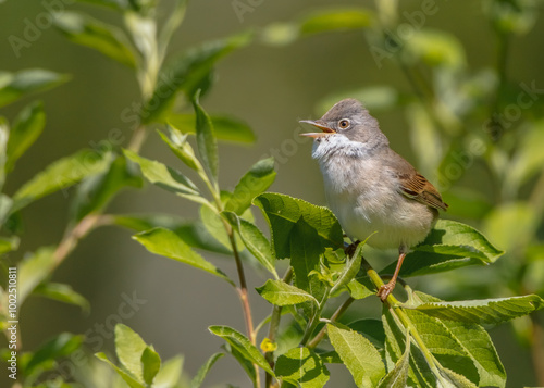 Common whitethroat - at a wet forest in spring