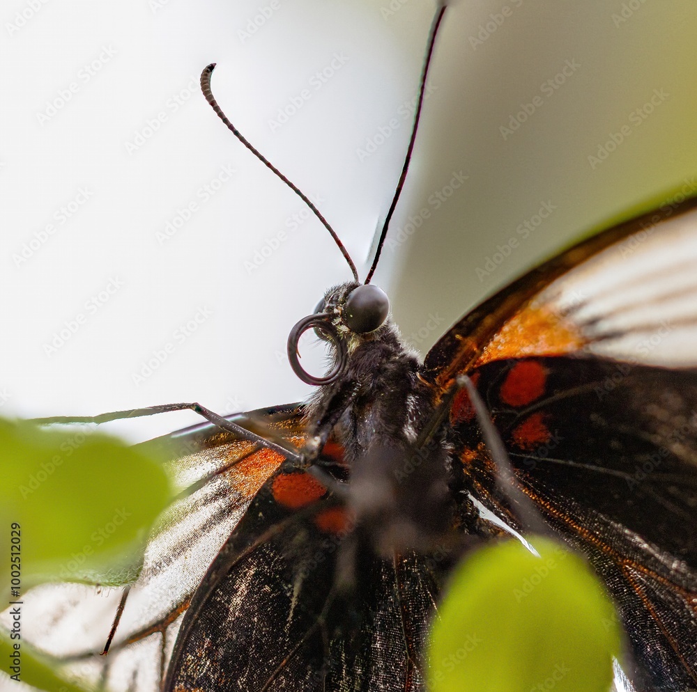 macro shot from a Lemenitis Arthemis,- a beautiful butterfly