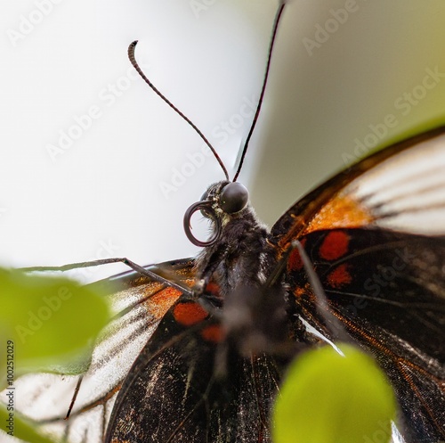 Obraz na płótnie macro shot from a Lemenitis Arthemis,- a beautiful butterfly w salonie