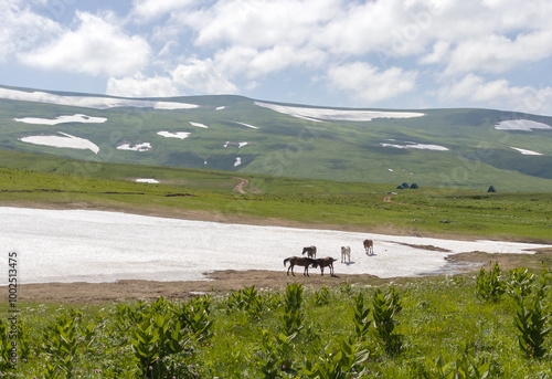 spring, walking horses on alpine meadows during the period of variety of grasses overlooking the mountains photo