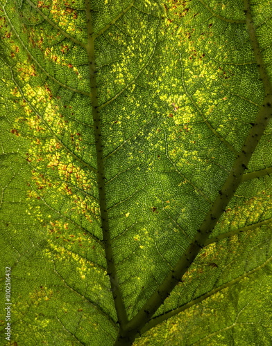 leaf green plant background color photo